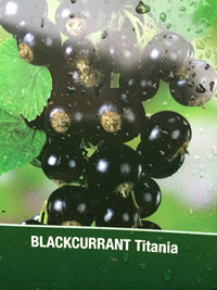 Blackcurrant - Titania