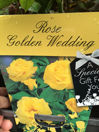 Rose ~ Golden Wedding